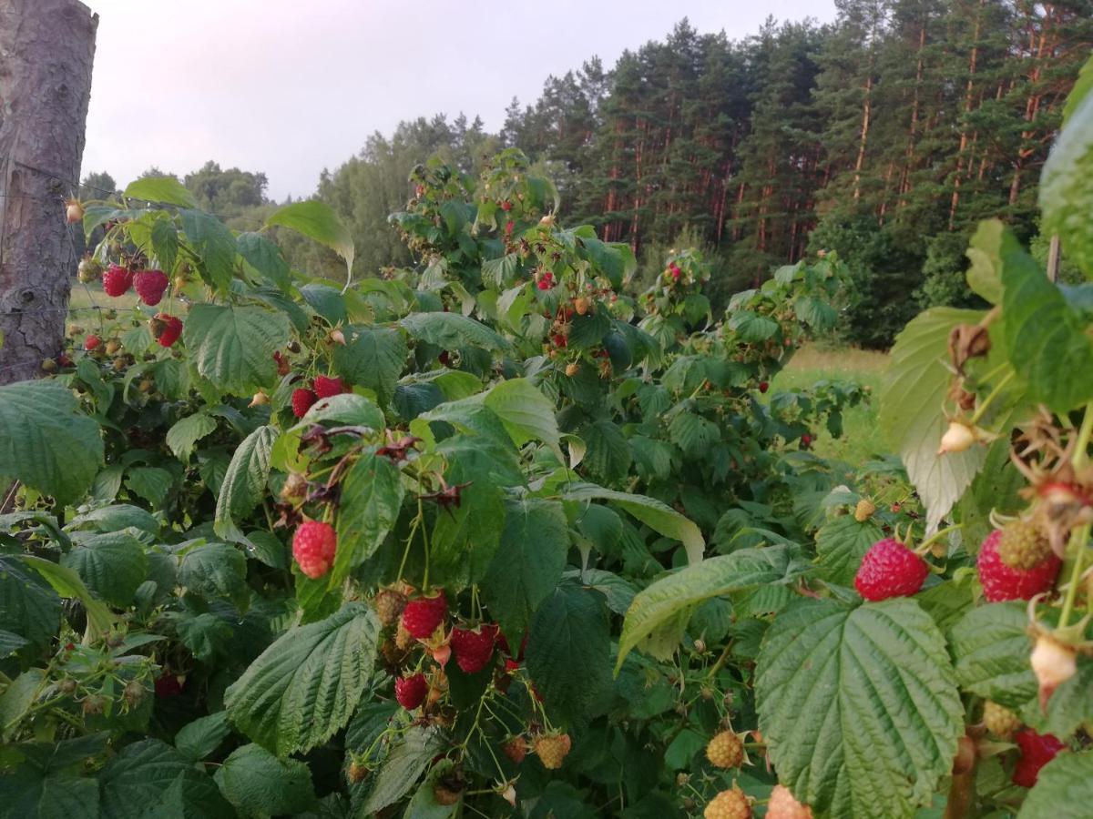 Agrojelonki Agroturystyka Gietrzwald Exterior photo